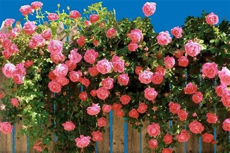 蔷薇花施肥方法