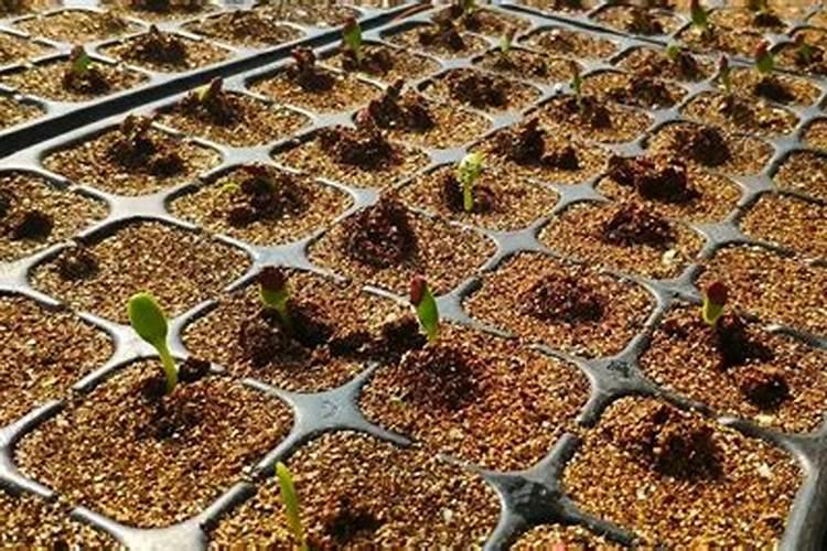 蔷薇施肥施什么肥料