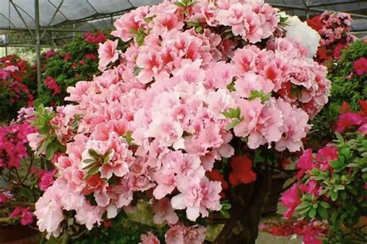 杜鹃花怎么施肥