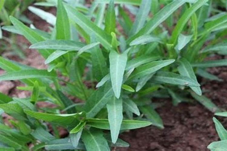 虎皮兰需要浇水吗什么时候浇一次