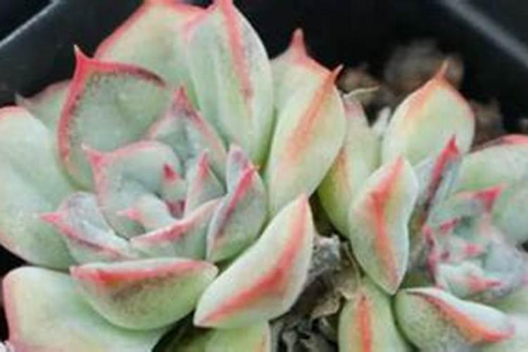 绿化苗木施什么肥料