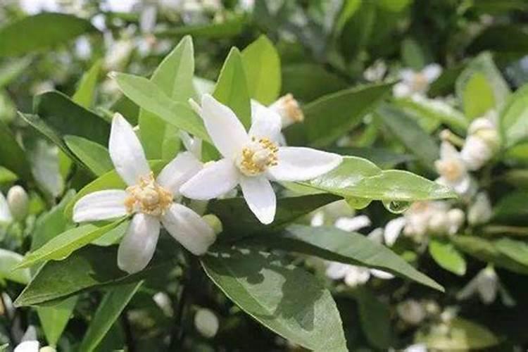 脐橙挂果了什么时候喷营养液