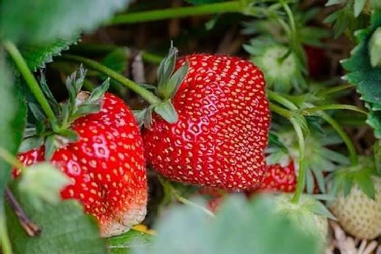 草莓追肥用什么肥料最好