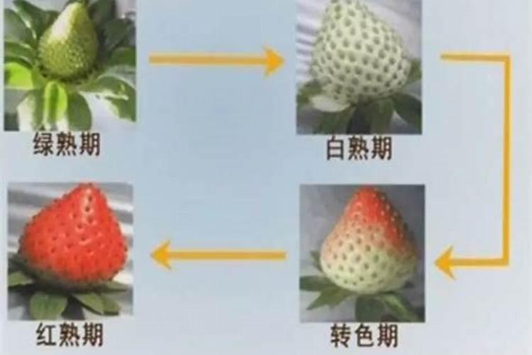 草莓追肥用什么肥料最好