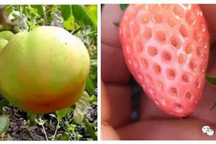 草莓高钾肥的使用方法