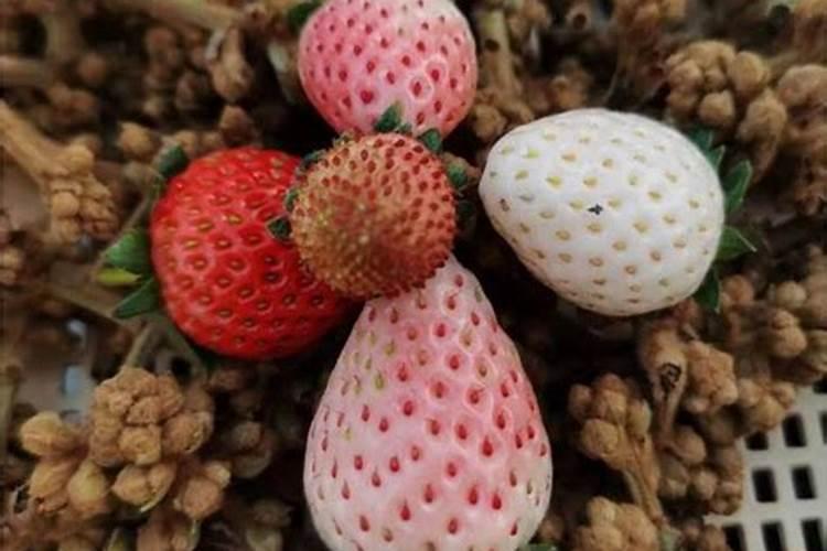 什么冲施肥对果实膨大最快