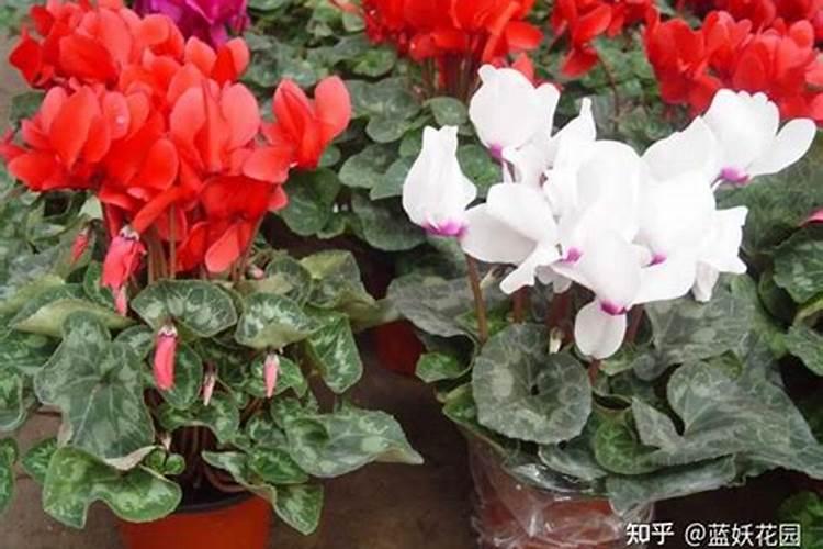 仙客来花期怎么施肥 一个月用3次