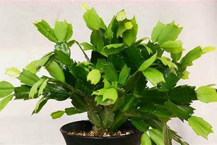 蟹爪兰开花时能施肥吗