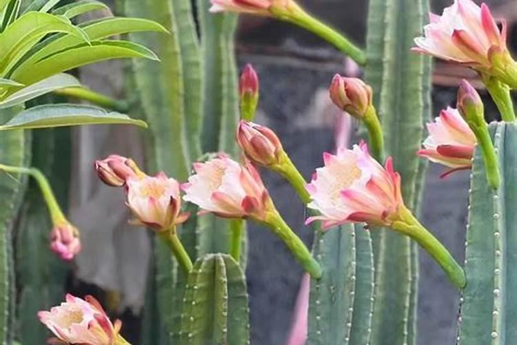 生姜用多少含量的硫酸钾