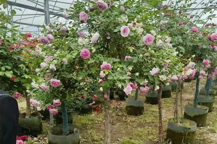 大葱干尖特效药药