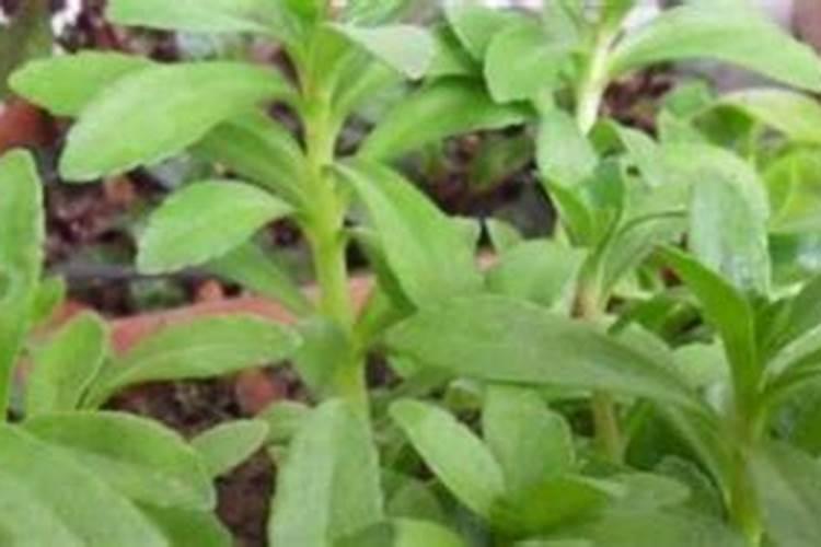 穿心莲怎么养才能更旺盛