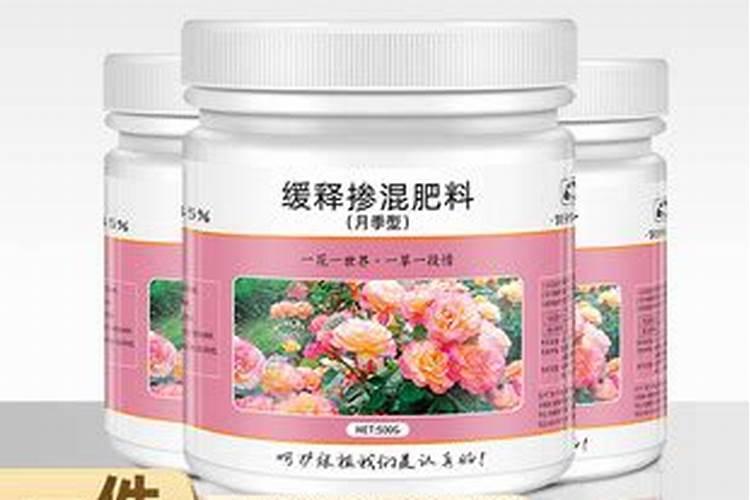 超微月季的养殖方法和注意事项