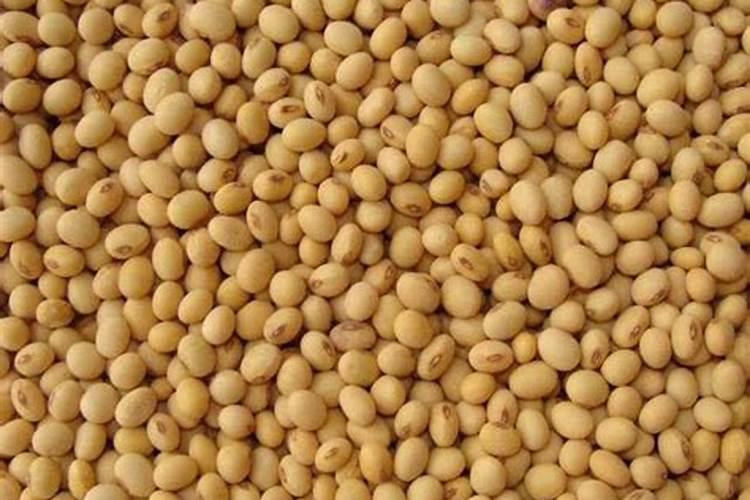 煮熟的黄豆能直接埋在土中当肥料吗？