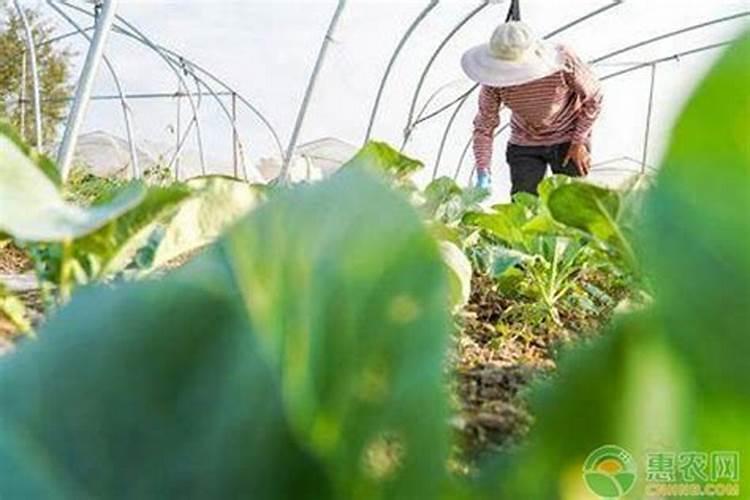 一般的蔬菜瓜果要用到什么肥料