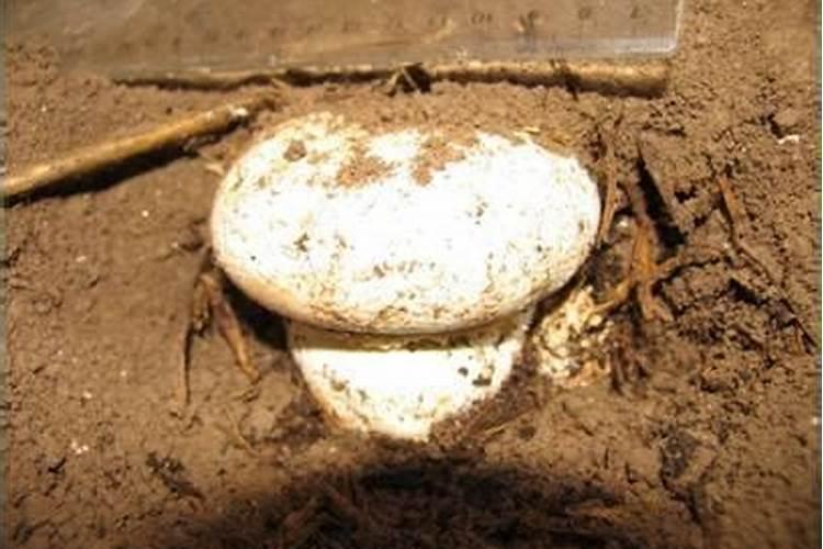 水溶肥上多了有哪些影响