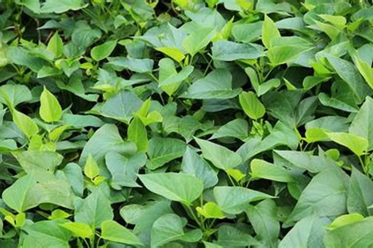 微量元素肥该怎样用？微量元素肥的正确使用方法!