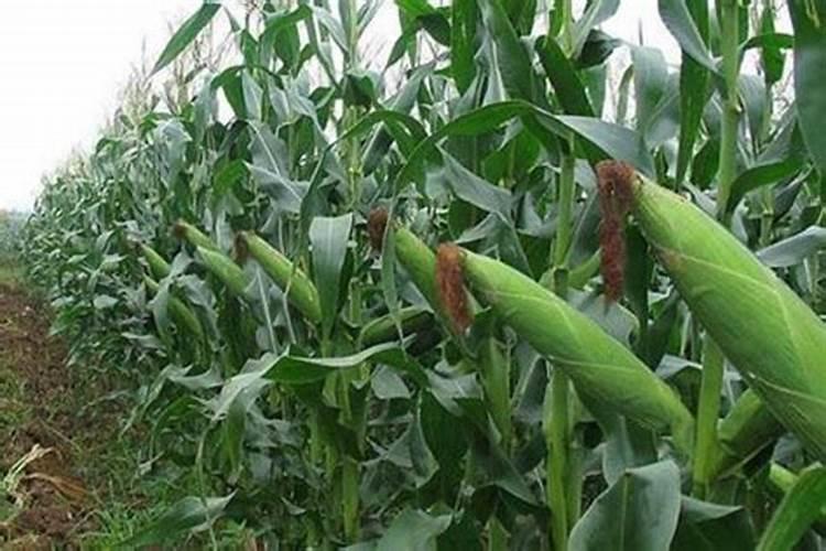 糖醇钙与螯合钙区别