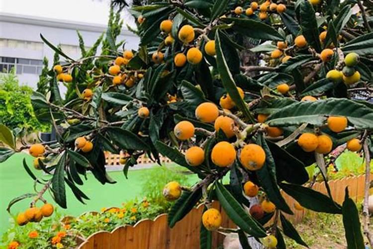 氮肥可以给多肉植物嘛