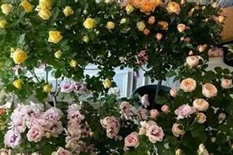 高钾肥有哪些？甜瓜在盛果期冲施高钾肥好不好？