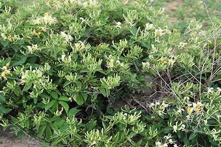 枇杷树施什么肥料？水溶肥怎么用