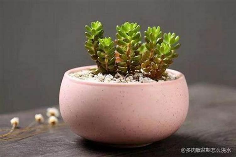 君子兰刚上盆要浇水吗