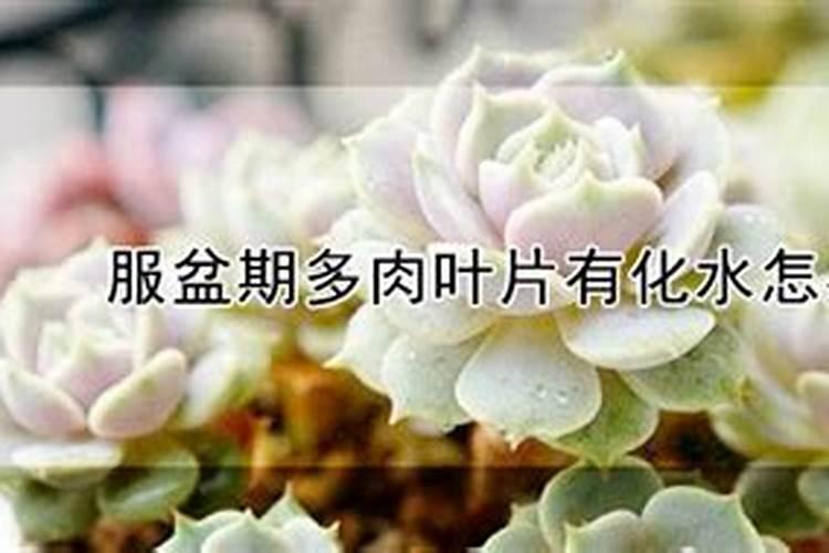 君子兰换盆以后都有哪些服盆方法