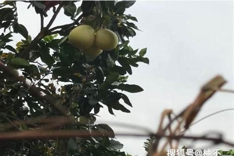 化肥的种类有哪些？