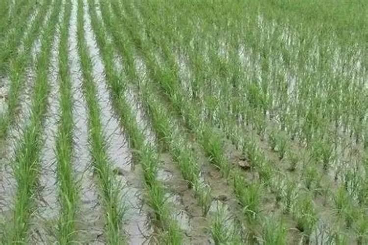 林下参种植条件和方法