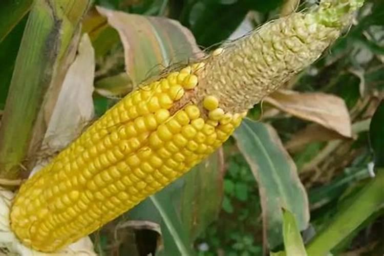 铵态氮肥和氮肥有什么区别？