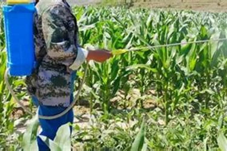 水稻孕穗期施肥用什么肥料