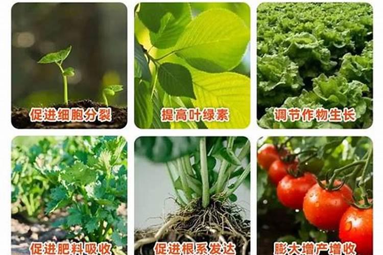 芸苔素使用技巧