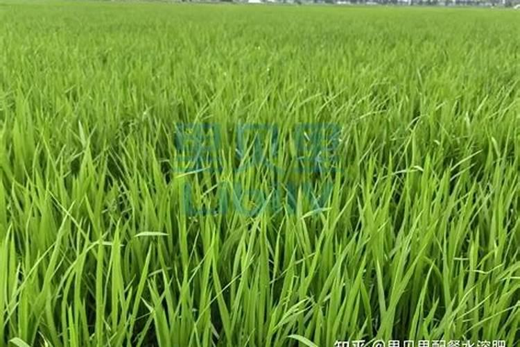 水稻硅锌肥什么时候用 使用注意事项