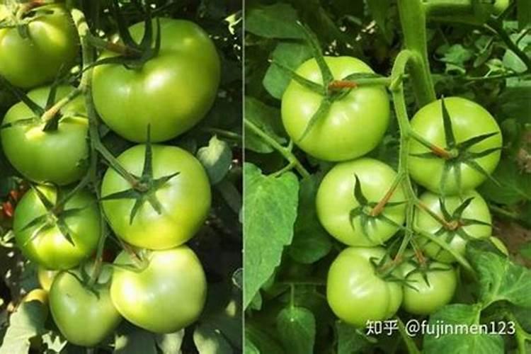 酸性土壤适合种植什么农作物,酸性土壤和碱性土壤有什么区别