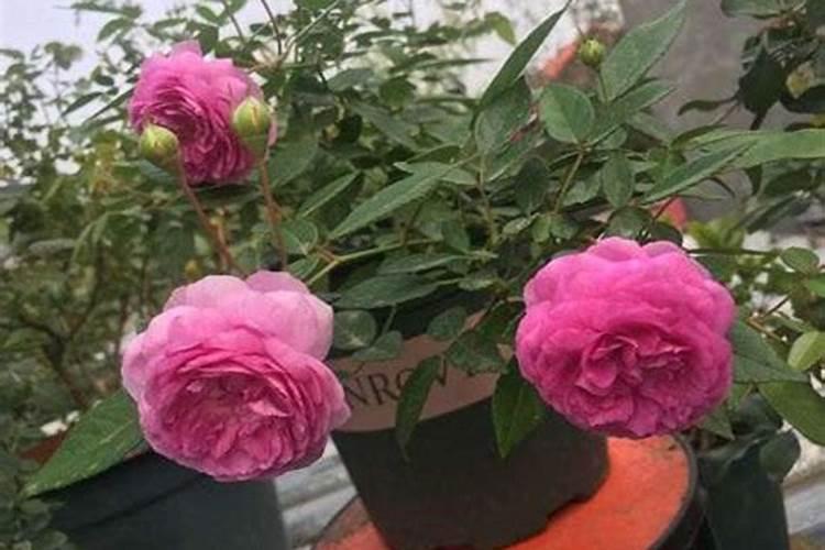 月季春季如何施肥