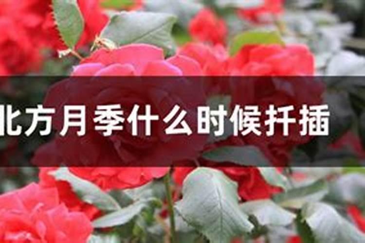 月季怎样喷施叶面肥？