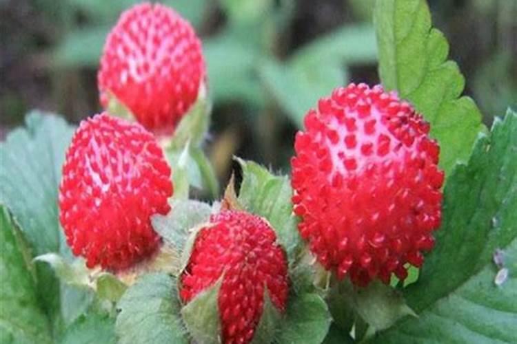 确定土壤养分丰缺指标法的具体步骤有哪些？