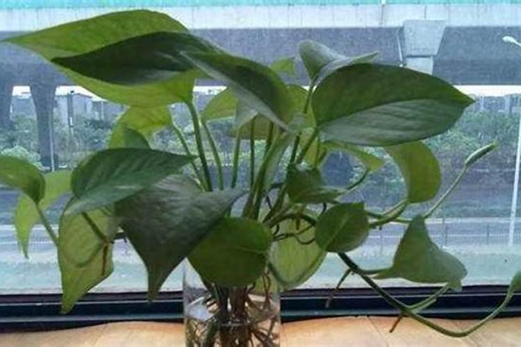 猪粪加工有机肥生产设备种类及方法