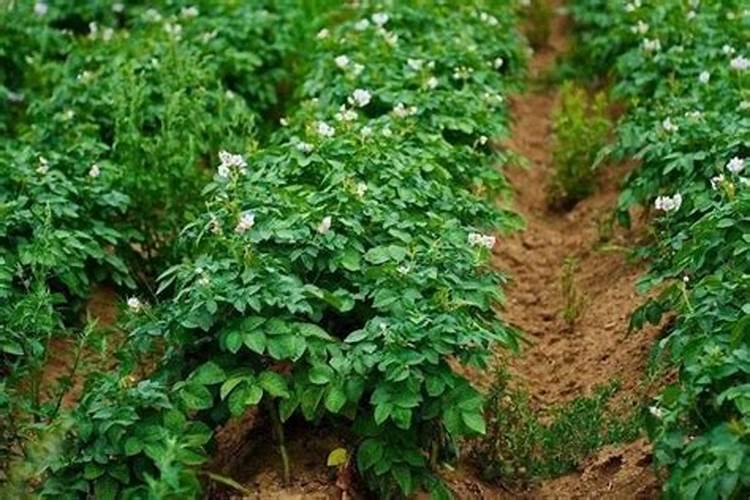 土豆用什么肥料作底肥？底肥用哪种肥料有膨大效果？