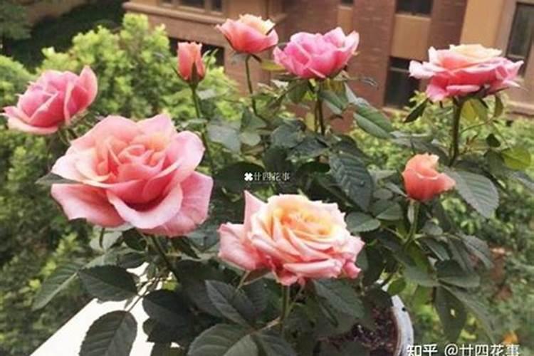 防止落果什么药最有效