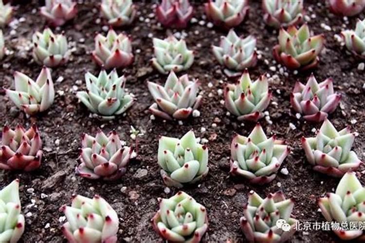 请教一下多肉植物要怎么施肥呢