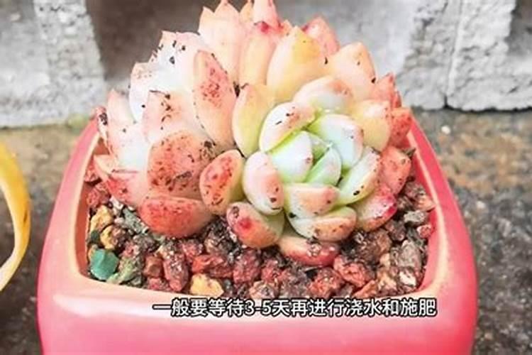 请教一下多肉植物要怎么施肥呢