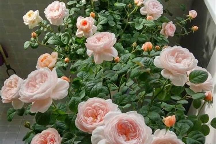 氧化沟是如何除磷的