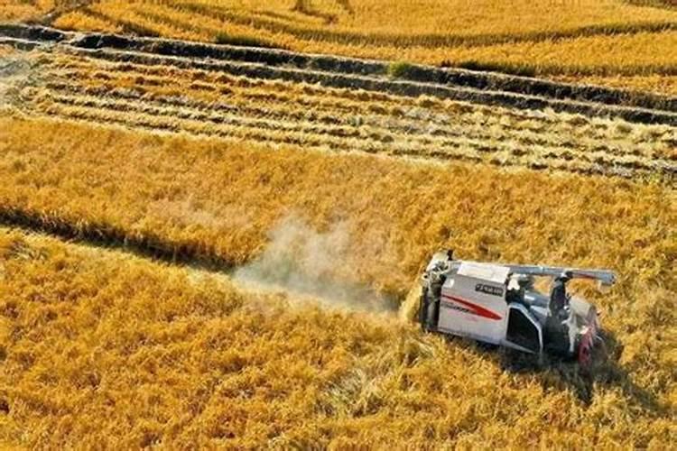 7.8月石榴树需要施肥吗？施什么肥料