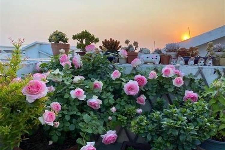 月季花可以用磷酸二氢钾肥吗(盆栽月季施什么肥最好)