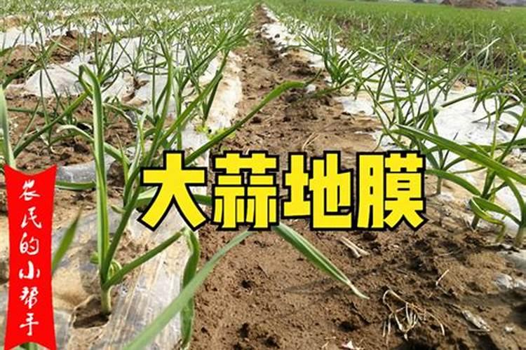 种大蒜可以用复合肥做底肥吗 种大蒜怎么施肥