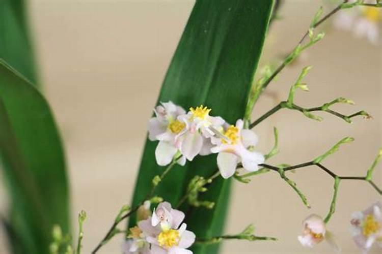 文心兰用水苔还是树皮种