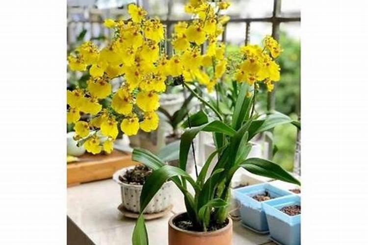 文心兰要怎么浇水？