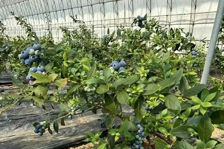 草莓不长用什么肥料