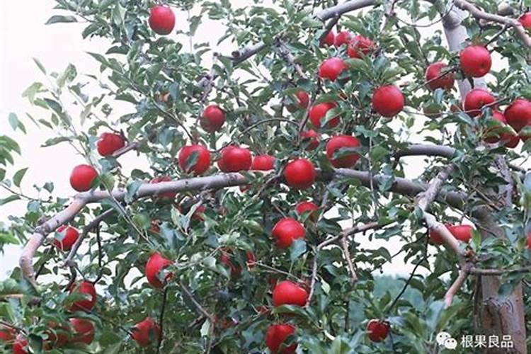 苹果树10月份施什么肥 苹果树10月施什么肥