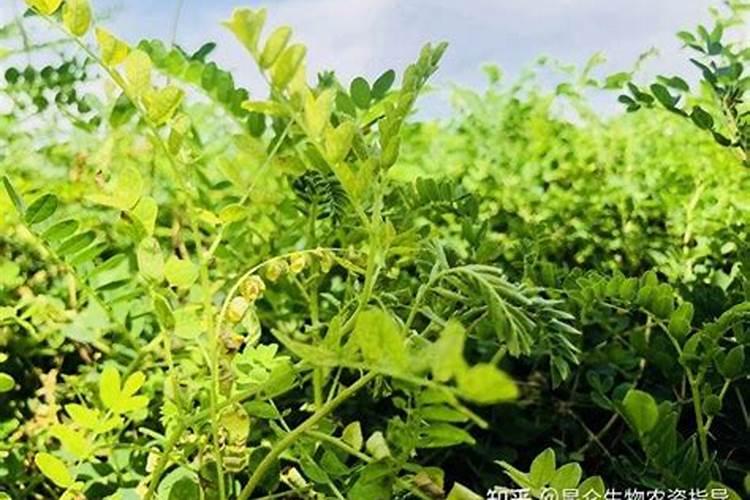 硼砂做肥料有何效果